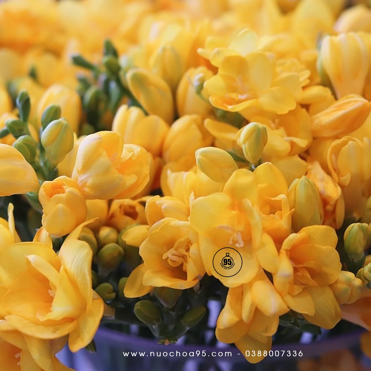 Hoa Lan Nam Phi V Ng Yellow Freesia